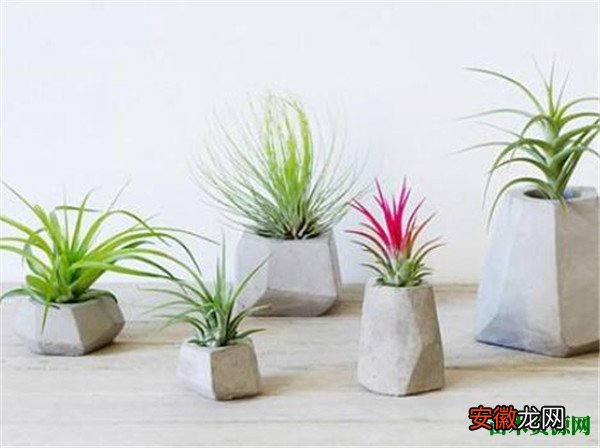 【植物】喜阴室内植物有哪些 喜阴室内植物的种类名称和图片大全