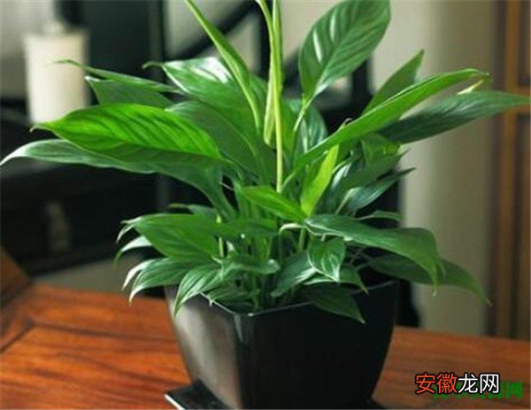 【植物】喜阴室内植物有哪些 喜阴室内植物的种类名称和图片大全