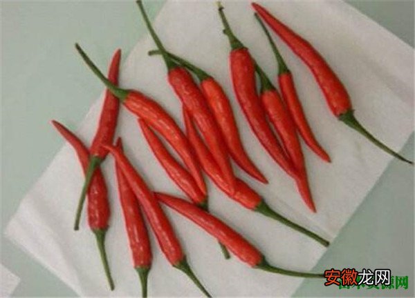 【图片】小米椒图片和价格 小米椒种植方法介绍