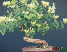 【花盆】金银花盆景种植方法 金银花养殖技术和注意事项