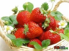 【吃】孕妇可以吃草莓吗 吃草莓有哪些好处