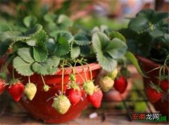 【草莓】盆栽草莓养殖方法和注意事项 盆栽草莓怎么浇水