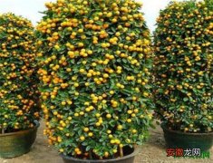 【养殖方法】金桔树怎么养 金桔的养殖方法和注意事项
