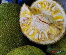 【营养】菠萝蜜的营养价值 菠萝蜜有减肥功效与作用吗