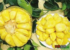 【吃】菠萝蜜怎么吃图片解 菠萝蜜养殖方法