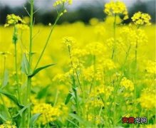 【香】油菜花粉香不 油菜花粉的功效与作用