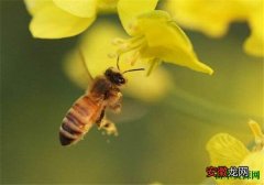 【蜂蜜】油菜花蜂蜜几月份采集 油菜花蜂蜜的功效和作用