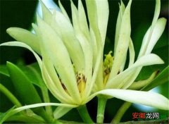 【树】白兰花树图片花语 白兰花怎么养