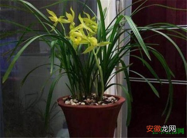 【品种】兰花品种及种类图片大全中国常见名贵的兰花介绍
