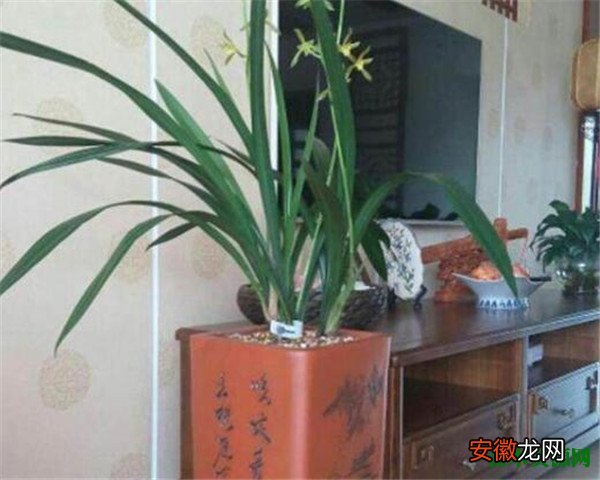 【品种】兰花品种及种类图片大全中国常见名贵的兰花介绍