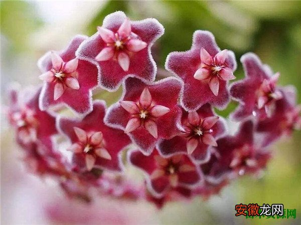 【兰花】球兰花的图片和养殖方法 球兰花有毒吗