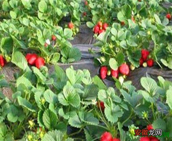 【营养】草莓的营养价值及功效与作用 吃草莓的禁忌