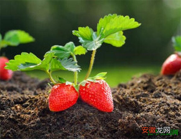 【营养】草莓的营养价值及功效与作用 吃草莓的禁忌