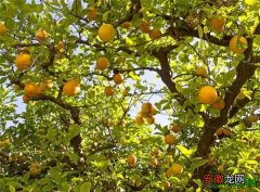【树】柠檬树的养殖方法柠檬产地是哪里