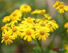 【图片】野菊花图片价格 野菊花怎么种植