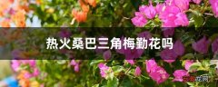 【花】热火桑巴三角梅勤花吗