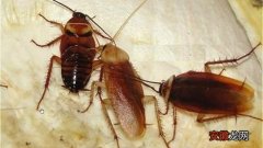 家里出现蟑螂的原因及彻底赶走蟑螂的办法 屋里为什么会有蟑螂什么原因