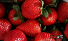 草莓苗与奶油草莓的差别 多少钱一斤