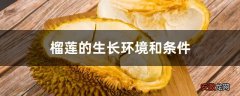 【生长】榴莲的生长环境和条件