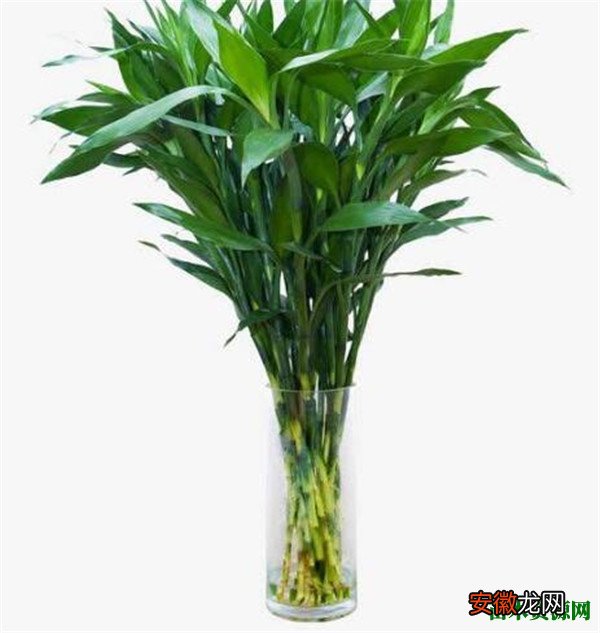 【水养】富贵竹怎么水养水培富贵竹的殖方法