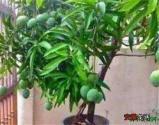 【盆栽】芒果盆栽图片大全 芒果养殖方法和注意事项