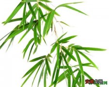 【寓意】竹子的寓意和精神是什么梦见竹子有什么象征