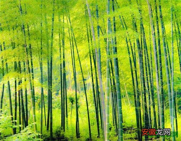 【寓意】竹子的寓意和精神是什么梦见竹子有什么象征