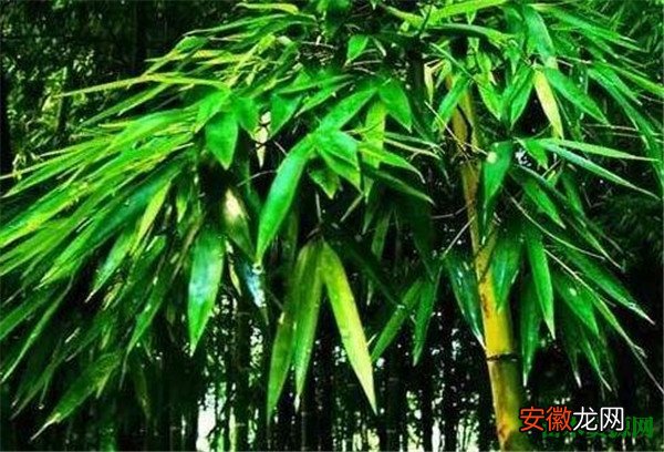【叶子】竹子叶子发黄怎么办 竹子的养殖方法和注意事项