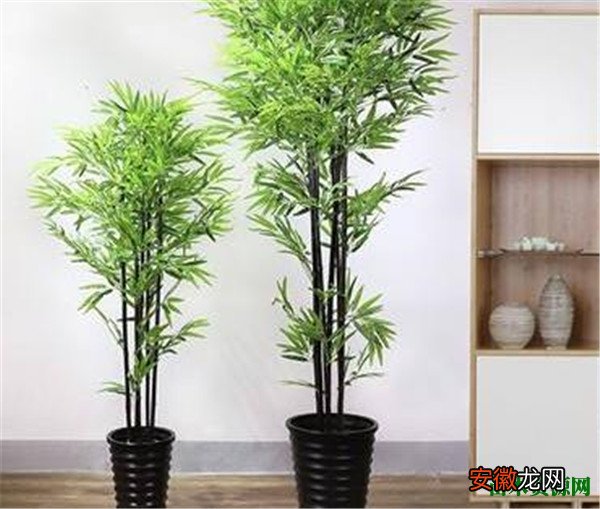 【竹子】盆栽竹子种类名称及图片 竹子的用途和功效价值