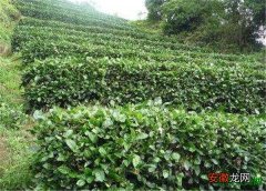 【养殖方法】永春佛手的养殖方法和注意事项 永春佛手茶的功效与作用