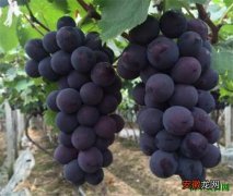 【产地】巨峰葡萄的产地 巨峰葡萄几月份开花几月份成熟