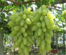 【营养】金手指葡萄营养价值 金手指葡萄种植和管理方法