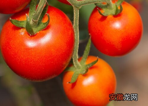 【花卉大全】西红柿软腐病用什么药