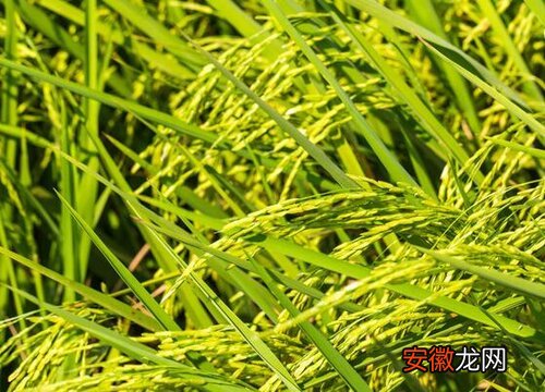 【水稻】水稻青枯病用什么药