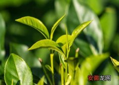 【茶】盆栽茶树掉叶子怎么办
