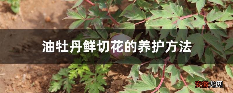 【花】油牡丹鲜切花的养护方法