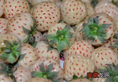白草莓的营养使用价值 多少钱一斤