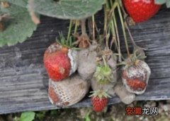 【草莓】草莓菌核病用什么药