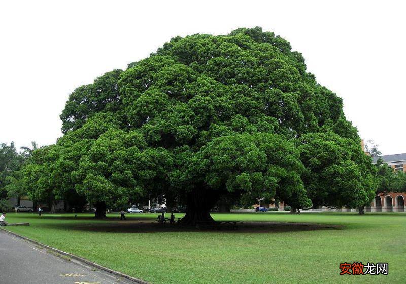 【养殖方法】榕树的养殖方法和注意事项，养前必先了解