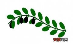 【象征意义】橄榄枝的象征意义，最大的象征就是和平