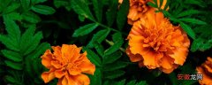 【种植方法】万寿菊种植方法 万寿菊种植方法是什么
