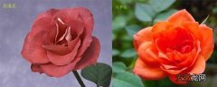 【月季】玫瑰与月季的区别，看清楚看仔细别再搞混了