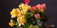 【养殖方法】四季海棠花的养殖方法，注意几点重要的地方