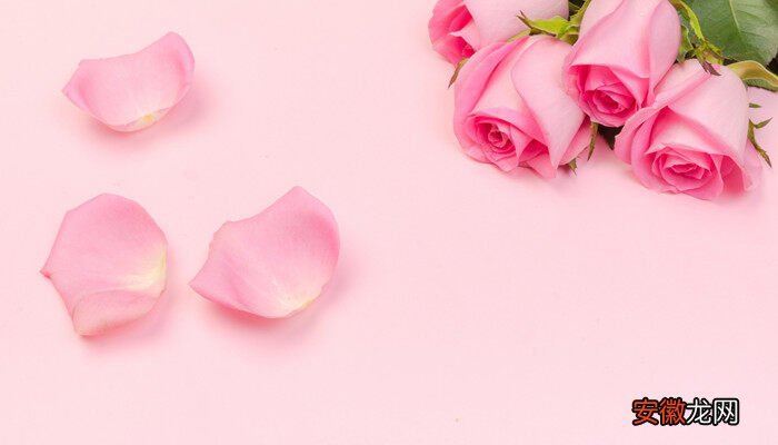 【玫瑰花】99朵粉玫瑰花语 99朵粉玫瑰花语是什么