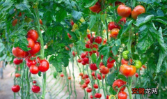 【种植】西红柿种植技术，用这些方法新手也能丰收