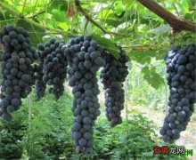 【种植】夏黑葡萄种植管理技术 夏黑葡萄干多少钱一斤