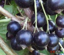 【葡萄】黑加仑葡萄功效与作用 黑加仑和葡萄的区别