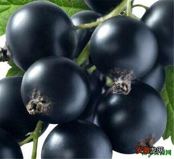【葡萄】黑加仑葡萄功效与作用 黑加仑和葡萄的区别