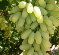 【多】无籽葡萄多少钱一斤 无核白葡萄种植技术
