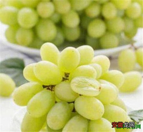 【多】无籽葡萄多少钱一斤 无核白葡萄种植技术
